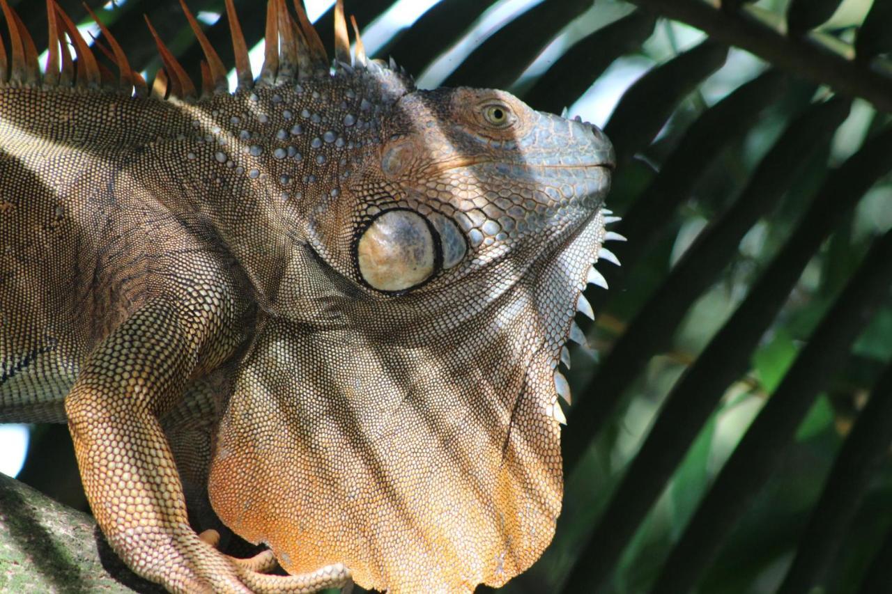 Iguanitas Lodge Pital  Buitenkant foto