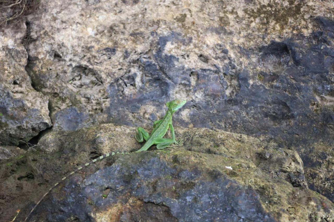 Iguanitas Lodge Pital  Buitenkant foto