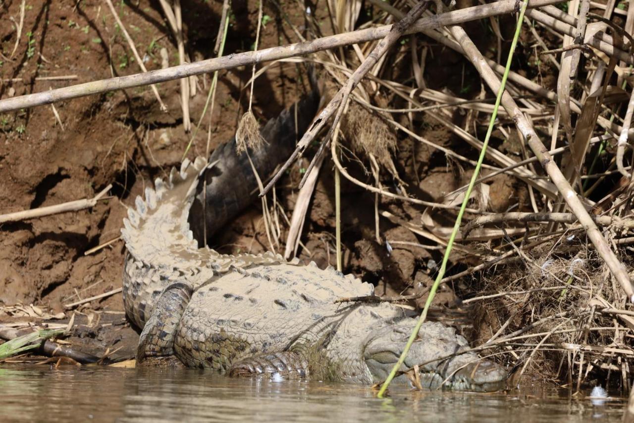 Iguanitas Lodge Pital  Buitenkant foto