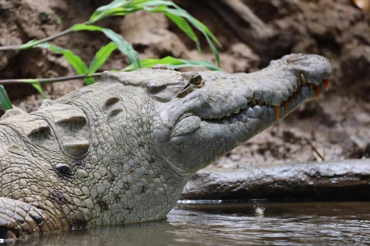 Iguanitas Lodge Pital  Buitenkant foto